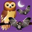 Owls, Bats and Nighttime Friends